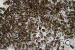 Bienen