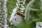 Biene
