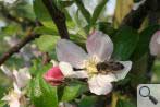 Obstbl�te