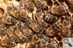 Bienen