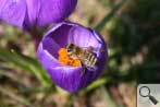 Krokus