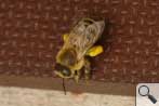 Pollenh�schen