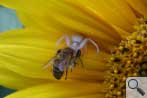 Spinne