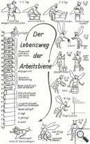 Lebensweg der Arbeitsbiene Lebensweg der Arbeitsbiene